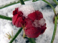 /album/plants/plant-9-jpg/